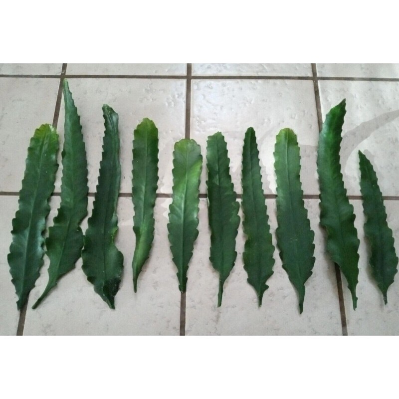 Joyful Blooms Rare Orchid Cactus Red German Empress Epiphyllum Fresh