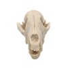 VOANZO Resin Fox Skull Model Replica, Dinosaur Tooth Skull Fossil,