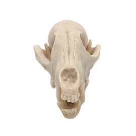 VOANZO Resin Fox Skull Model Replica, Dinosaur Tooth Skull Fossil, Photography Props Teaching Tool Home Ornament