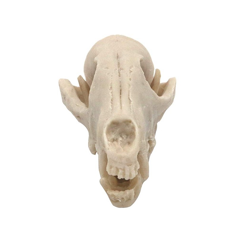 VOANZO Resin Fox Skull Model Replica, Dinosaur Tooth Skull Fossil,