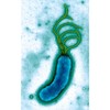 CafePress Helicobacter Pylori Bacterium, TEM Oval Car Bumper Sticker