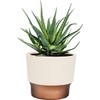 The HC Companies 3 Inch Sprite Succulent Pot - Small