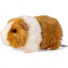 Carl Dick Guinea Pig brown, 7.5 inches, 20cm, Plush Toy,