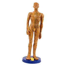 Female Male Human Body Acupuncture Model Copper Color Meridians Acupuncture Point ModelMale Model