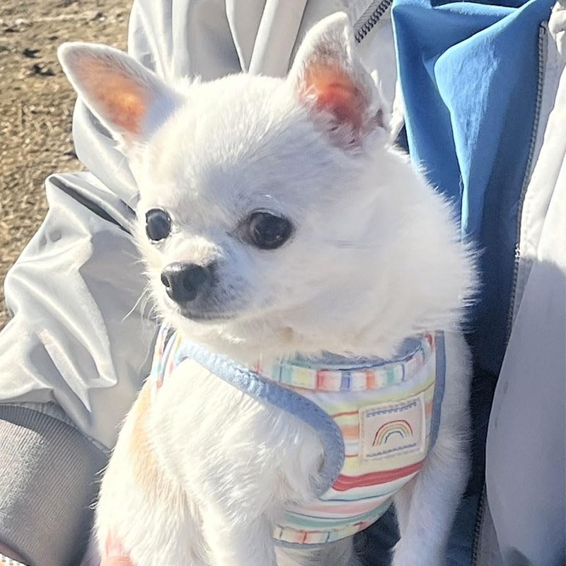 Rainbow Wear Harness | Dog Harness, For Walking, Dog Harness,