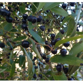 Chill Hill Farms Laurel Greenbrier | 5 Seeds | Smilax Laurifolia | Florida Native Vine | Wildlife