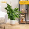 Costa Farms Peace Lily Live Plant in Decorative Pot, Air