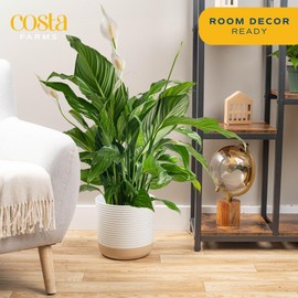 Costa Farms Peace Lily Live Plant in Decorative Pot, Air Purifying Flowering Large Indoor Houseplant, Perfect for Home, Room, or Office Decor, Great House Warming or Birthday Gift, 2-3 Feet Tall