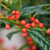 Nellie R. Stevens Holly, Evergreen Shrub, Ornamental Berries, 3 gal