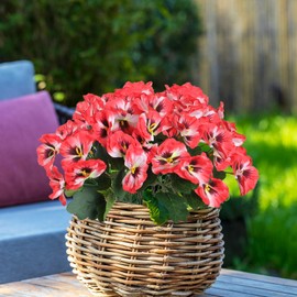 SOMYTING Artificial Pansies Flowers Outdoor 10 Bundles Faux Flowers UV Resistant Plastic Plants Artificial Silk Flowers for Front Porch Garden Window Box Hanging Planter Decoration (Red, 10PCS)