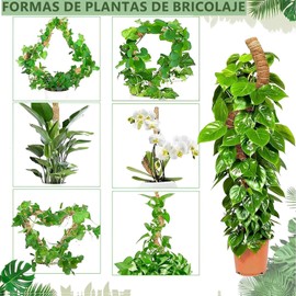 4 Pcs Tutor para Plantas,con 2 Varilla Flexible para Musgo de 80 cm y 2 Tutor para Plantas Trepadoras de 60 cm, 5 Piezas de Accesorios, Poste de Musgo para Planta Monstera (60+80 cm)