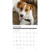 Jack Russells 2026 12" x 12" Wall Calendar