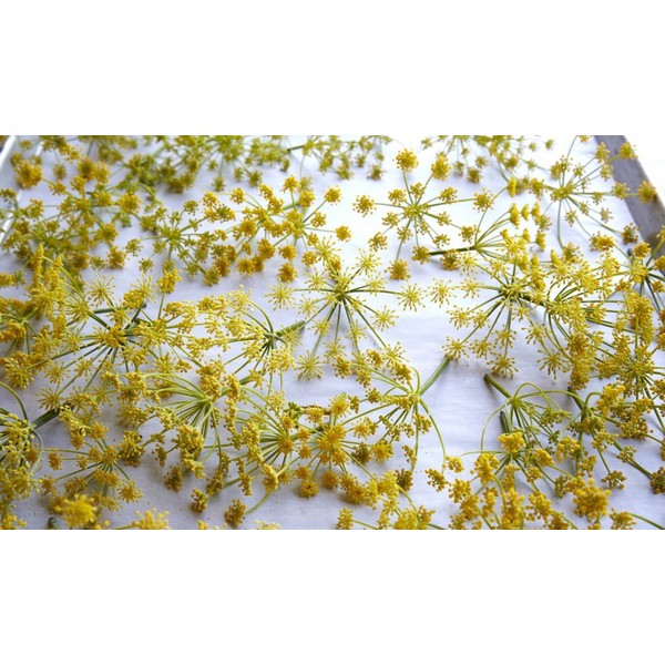 Fennel Pollen Salt from the Seasoned Sea Salts Collection by Merchant Spice Co.