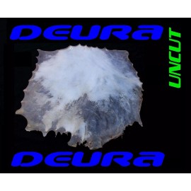 DEURA 20" UNCUT GOATSKIN REAL HEAD FOR ASHIKO DJEMBE NATIVE BODHRAN DRUM