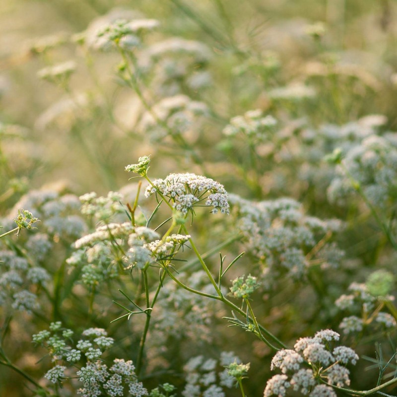 Outsidepride 2000 Seeds Annual Cumin Herb Garden Seed for Planting