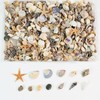 Tiny Mixed Ocean Beach Spiral Seashells &10 Small Starfish -