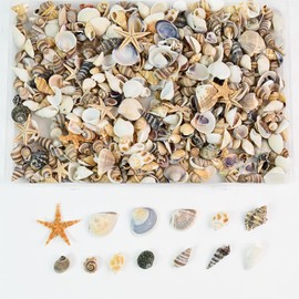 Tiny Mixed Ocean Beach Spiral Seashells &10 Small Starfish - for Fish Tank and Vase Filler, Beach Theme Party, Wedding Decor - DIY Craft Supplies (5-30mm)