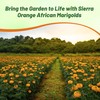 Outsidepride Tall Sierra Orange African Marigold Seeds for Planting -
