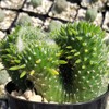 Opuntia subulata cristata Snow Ridge Cacti Cactus Succulent Real Live