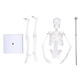 Garosa Modelo de Esqueleto del Cuerpo Humano, Modelo Mini Esqueleto de 45 Cm, Estructura ósea del Cuerpo Humano de PVC con Brazos Móviles, Piernas y Soporte, Ideal para Gráficos