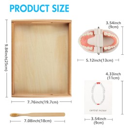 Montessori Practical Life Brushing Teeth Model and Cards Montessori Homeschool Learning Preschool Toys for Toddlers