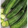 Burpee 'Bush Champion' Slicing Cucumber Seeds, 60 Non-GMO seeds, Container