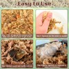 ZeeDix 6OZ Sphagnum Moss for Reptiles, 50QT Premium Dried Moss