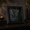 Real Handmade Taxidermy Butterfly Framed Gothic Baroque Art Home Decor