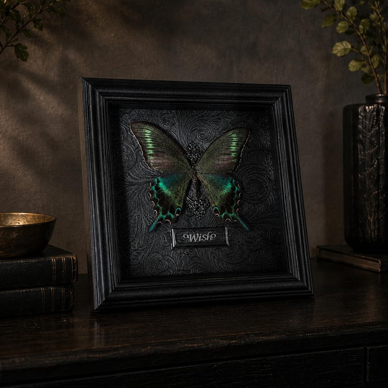Real Handmade Taxidermy Butterfly Framed Gothic Baroque Art Home Decor