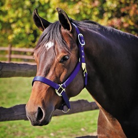Dura-Tech Supreme Triple Ply Nylon Horse Halter with Brass Grommets | Custom Name Plate & Embroidery Option | Heavy-Duty Brass-Plated Hardware | Easy Adjustable Fit | Color Green | Full Size