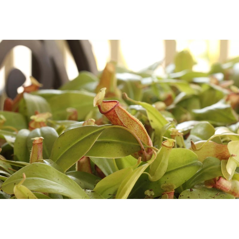 Savage Gardeners Nepenthes 'St Gaya' Pitcher Plant - LIVE Carnivorous