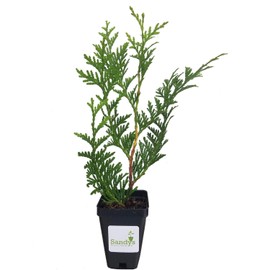 Sandys Nursery Online Thuja Green Giant Arborvitae ~Lot of 30~3 inch 10-14 inches Tall + (1) Gardenia August Beauty Starter Plant