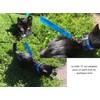 Life Utility Large Blue Vented Dog Harness Puppy Cat Dog