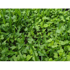 No-Till OverWinter Cover Crop Ten-Seed Mix (1-lb. Bag): [Austrian Winter Peas, Hairy Vetch, Daikon Radish, Forage Collards, Triticale, Wheat Rye, Berseem & Crimson Clover, Yellow Mustard, Fenugreek]