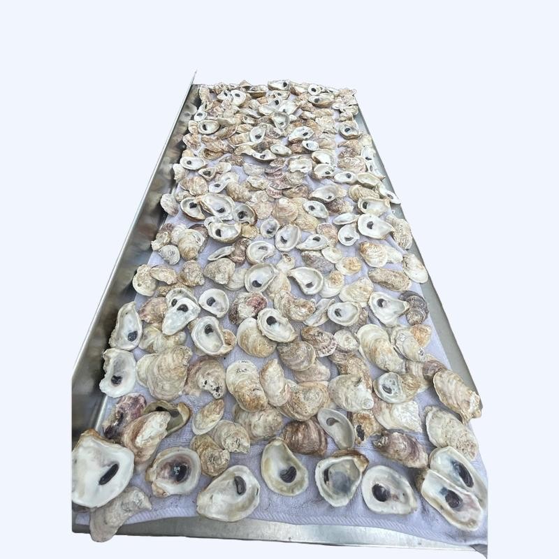 Combo Oyster Shells 2-3 Inches - Hand-Picked from 2" to