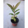 Unbranded White Guava Live Starter Tree - 6-10in Tall -