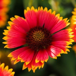 Eden Brothers Indian Blanket Seeds - Mix