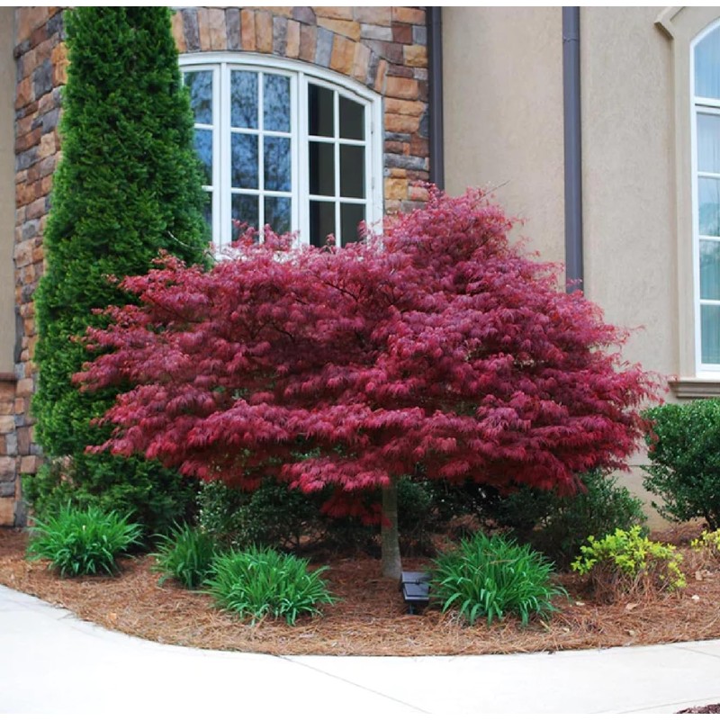 30pcs Red Japanese Maple Tree Seeds (Acer Palmatum Atropurpureum) -