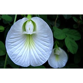 ERTS 5 Clitoria Ternatea Seeds | White Pea Vine Plant | Asian Pigeonwings Vine Seed