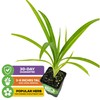 Pandan Live Plant - Pandanus Amaryllifolius - Wellspring Gardens Exquisite