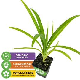 Pandan Live Plant - Pandanus Amaryllifolius - Wellspring Gardens Exquisite Fragrant Herb Great for Nature Lovers, Outdoor Gardens, Vegetable Patches, and Indoor Use - Lush Green Foliage Pandan Leaves