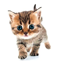 EROSPA® 3D Cat Wall Sticker Window Wall Sticker Home Decoration 20 x 30 cm