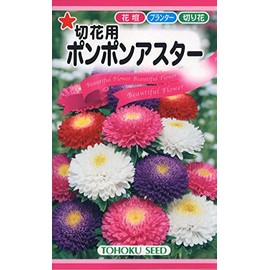 Tohawk Corporation 00090 Pom Pom Aster for Cutting Flowers
