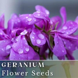 Fresh 100+ Geranium Seeds -Cascade Violet - Fragrant - Fresh Flower Seeds Non GMO - 100 Seeds