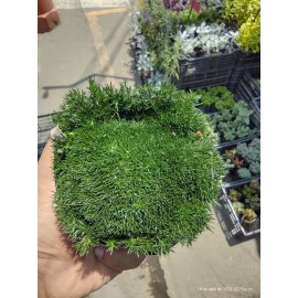 4 Musgo Pasto Coreano