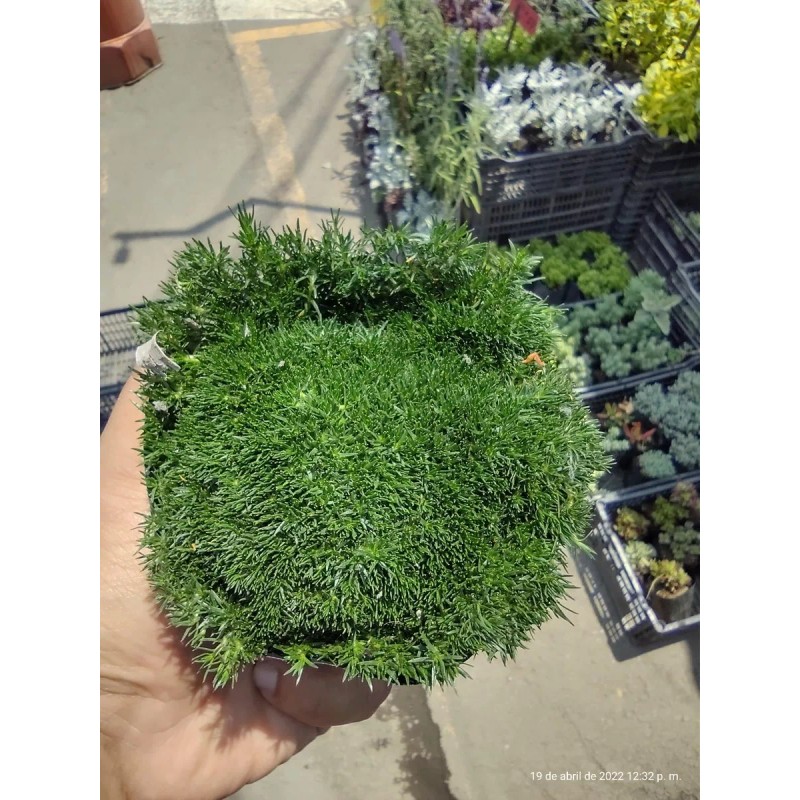 4 Musgo Pasto Coreano