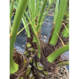 Pygmy Date Phoenix Roebelleni 3 feet Tall Palm Tree Tropical Indoor Outdoor Live Plant Eddies Acres NO Ship to California