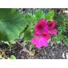 Freshcuts Martha Washington Geranium Pelargonium Mix Cuttings for rooting (6)