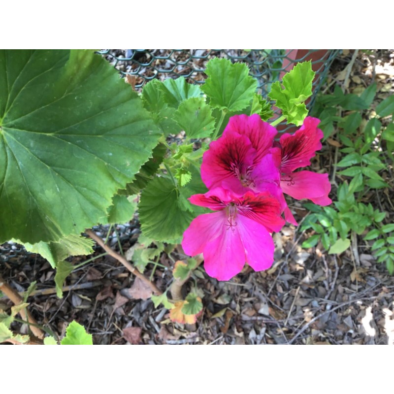 Freshcuts Martha Washington Geranium Pelargonium Mix Cuttings for rooting (6)