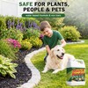 Teexpert Ready-to-Use Mulch and Rock Glue with Electric Sprayer, 1